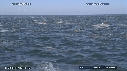 DAUPHINS, CAVALERIE