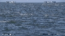 DAUPHINS, CAVALERIE