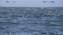 DAUPHINS, CAVALERIE