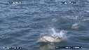 DAUPHINS, CAVALERIE