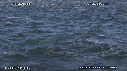 DAUPHINS, CAVALERIE