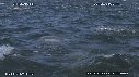 DAUPHINS, CAVALERIE