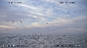 BAIT BALL, FOUS