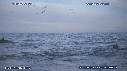BAIT BALL, FOUS, DAUPHINS, OTARIES