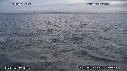 BAIT BALL, FOUS, OTARIES