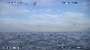 BAIT BALL, FOUS, OTARIES