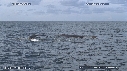 BALEINE A BOSSE