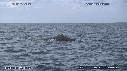 BALEINE A BOSSE