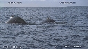 BALEINE A BOSSE