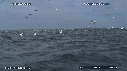 BAIT BALL, FOUS