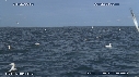 BAIT BALL, FOUS