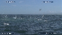 BAIT BALL, FOUS, DAUPHINS