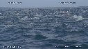 DAUPHINS, CAVALERIE