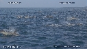 DAUPHINS, CAVALERIE