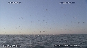 BAIT BALL, FOUS