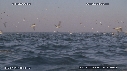 BAIT BALL, FOUS