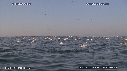BAIT BALL, FOUS