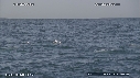 BAIT BALL, FOUS, DAUPHINS