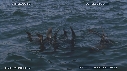 BAIT BALL, OTARIES