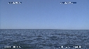 BALEINE A BOSSE