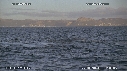 REQUIN BLANC, OTARIE