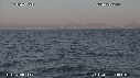 REQUIN BLANC, OTARIE, OISEAUX