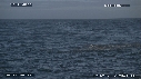 REQUIN BLANC, OTARIE