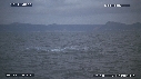 REQUIN BLANC, OTARIE
