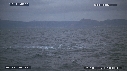 REQUIN BLANC, OTARIE