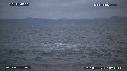 REQUIN BLANC, OTARIE