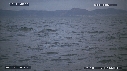 REQUIN BLANC, OTARIE