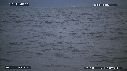 REQUIN BLANC, OTARIE