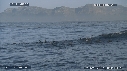 OTARIES