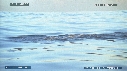 OTARIES