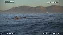 OTARIES