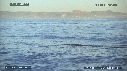 OTARIES