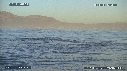 REQUIN BLANC, OTARIE