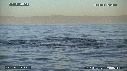 REQUIN BLANC, OTARIE