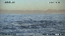REQUIN BLANC, OTARIE