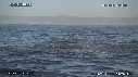 REQUIN BLANC, OTARIE