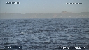 REQUIN BLANC, OTARIE
