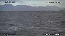 REQUIN BLANC, OTARIE
