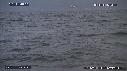 REQUIN BLANC, OTARIE, OISEAUX