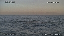 REQUIN BLANC, OTARIE