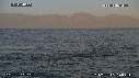 REQUIN BLANC, OTARIE