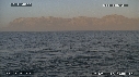 REQUIN BLANC, OTARIE