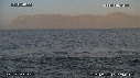 REQUIN BLANC, OTARIE
