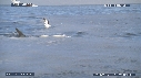 REQUIN BLANC, OTARIE