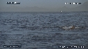 REQUIN BLANC, OTARIE