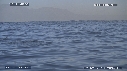 OTARIES